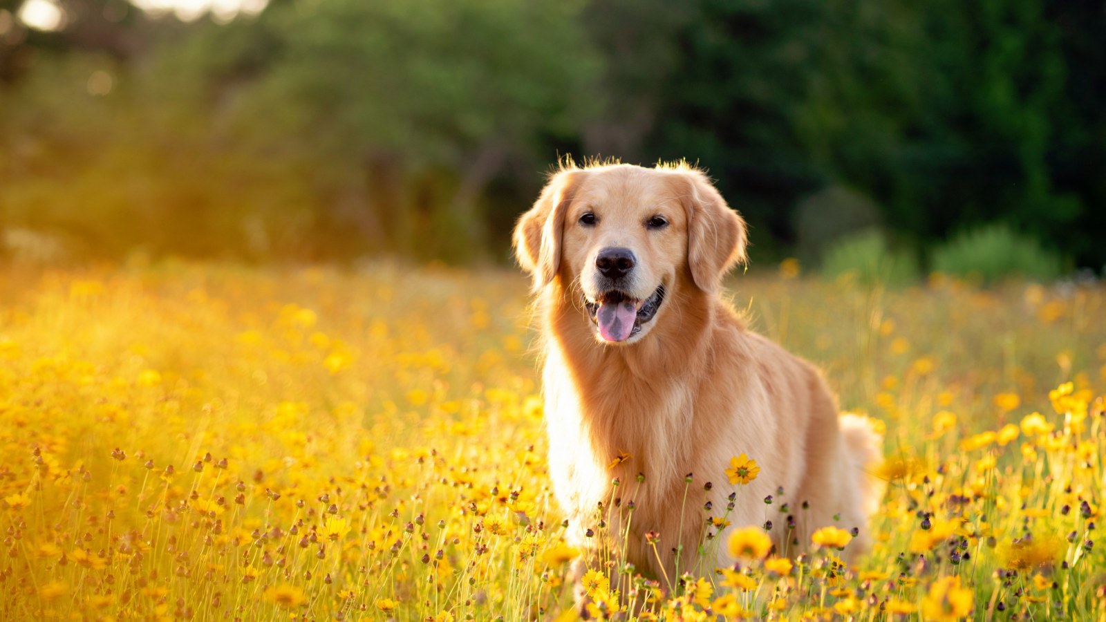 một chú chó golden retriever màu vàng đứng tươi cười giữa đồng hoa vàng toả nắng