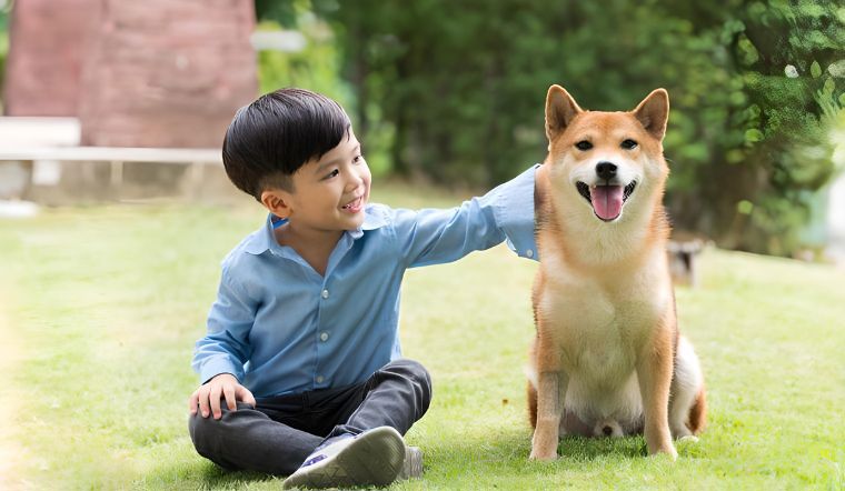 hình ảnh cậu bé ngồi cạnh chú chó shiba