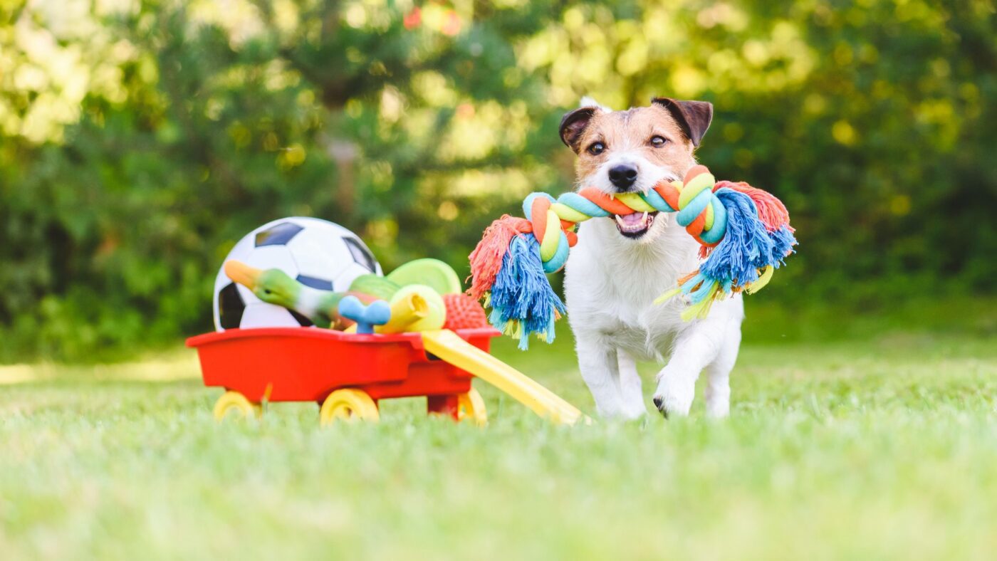 hình ảnh chú chó ngậm đồ chơi dây thừng trên bãi cỏ