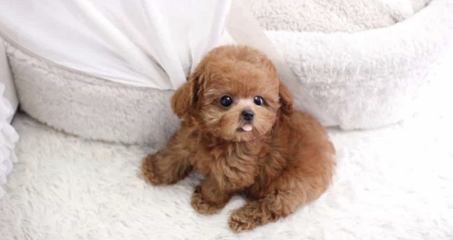 một chú chó teacup poodle lè lưỡi đáng yêu nằm trên thảm trắng