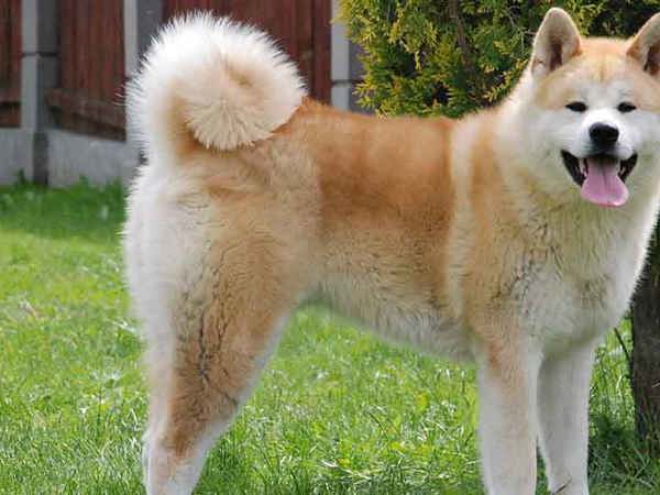  6 giống chó được coi là quốc khuyển của Nhật Bản