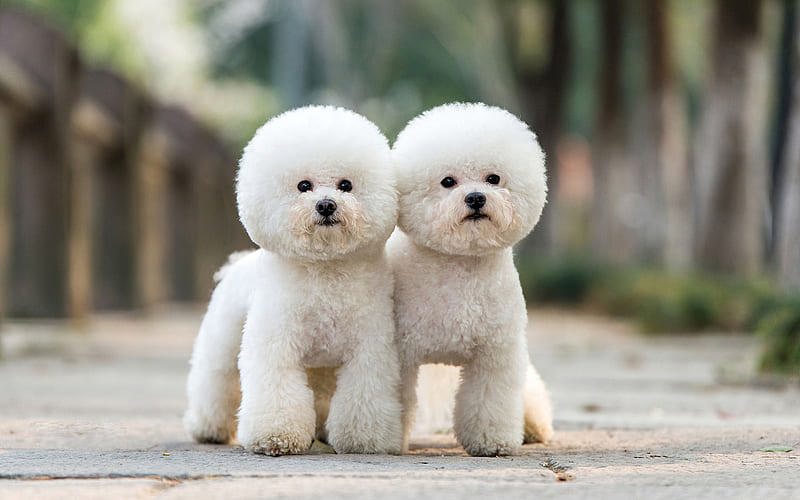 hai chú chó poodle trắng mặt tròn xoe đứng tì mặt vào nhau