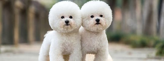 Chó Poodle trắng tinh khôi - Đặc điểm ngoại hình và tính cách