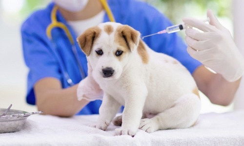 8 căn bệnh thường gặp ở chó con bạn nên biết