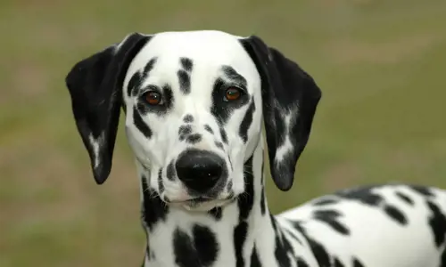 Top 7 giống chó có đôi mắt đẹp khiến bạn nhìn là mê li