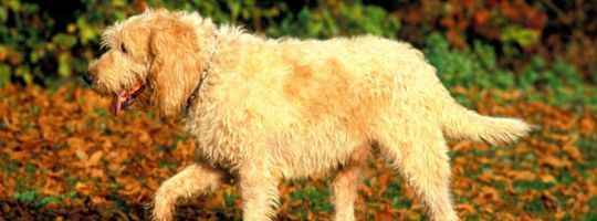Top 5 giống chó quý hiếm nhất thế giới
