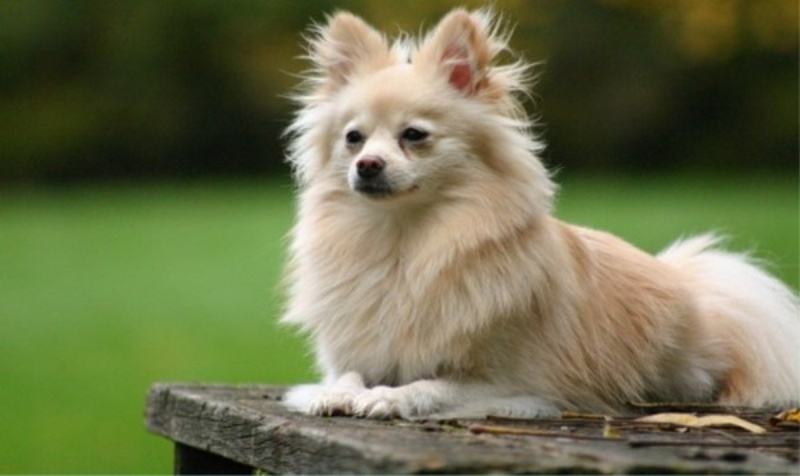 Chó Phốc lai Nhật sở hữu ngoại hình cực kỳ đáng yêu.