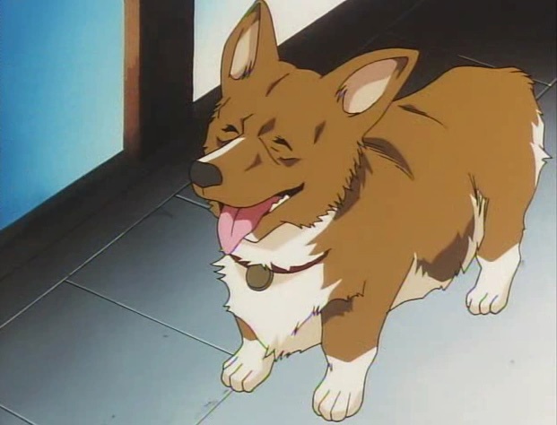 hình ảnh chú chó Ein trong bộ anime cowboy bebop