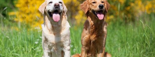 So sánh chó Labrador và Golden Retriever: giống nào khôn và dễ nuôi hơn?