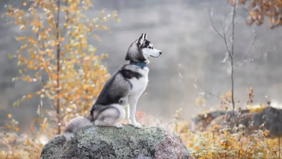 một chú chó husky ngồi hiên ngang trên mỏm đá