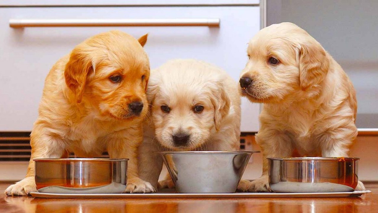 Chó con nên và không nên ăn gì? Xây dựng thực đơn chuẩn chỉnh cho cún con