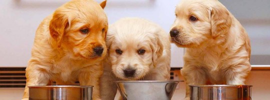 Chó con nên và không nên ăn gì? Xây dựng thực đơn chuẩn chỉnh cho cún con