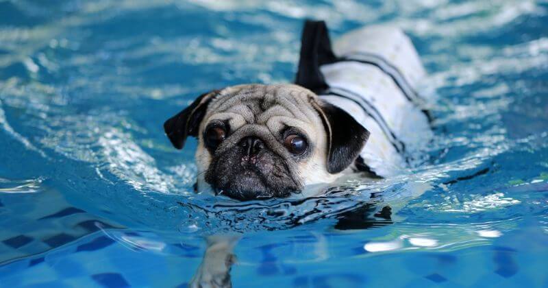 chó pug đang bơi dưới bể bơi