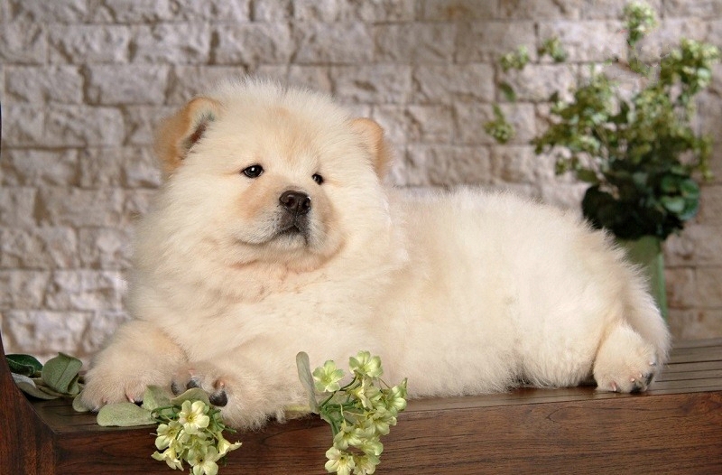 Chow Chow là giống chó thông minh, nhanh nhạt, thân thiện, độc lập nhưng cũng khá bướng bỉnh.