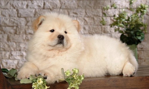 Chó bị béo phì có tốt hay không? Những điều cần lưu ý