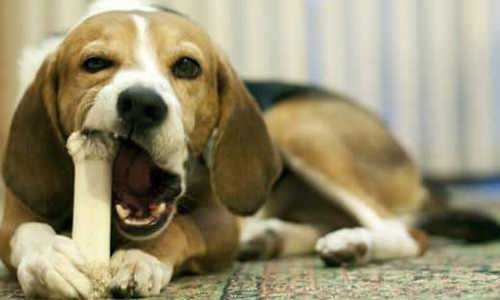 Những câu hỏi thường gặp về răng nanh của chó