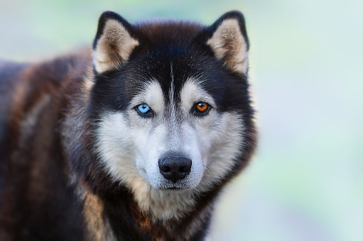 Siberian Husky là một trong những giống chó đẹp nhất thế giới nhờ vào đôi mắt nổi bật