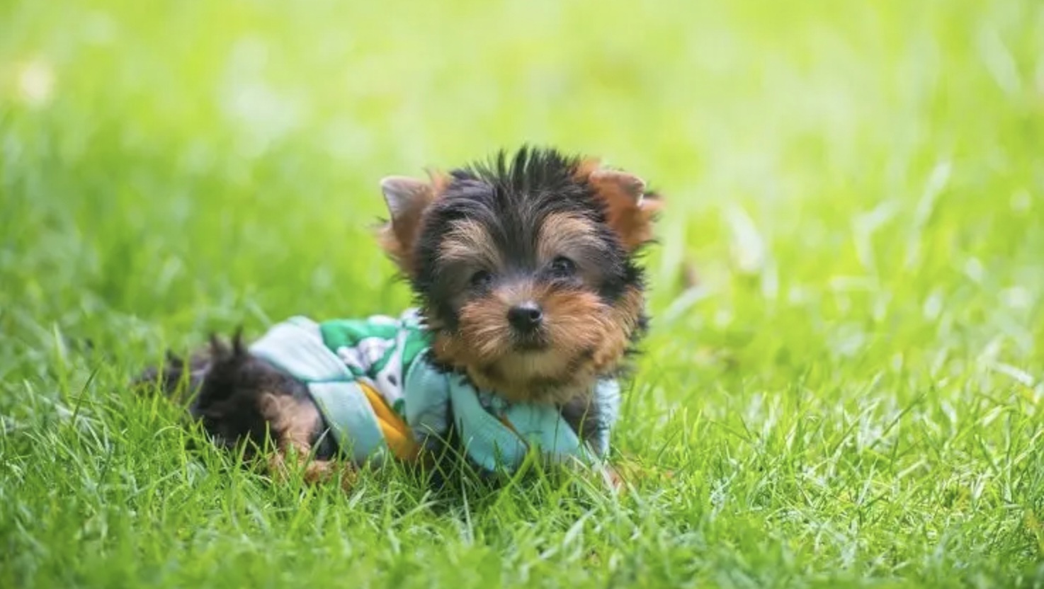 một chú chó teacup yorkie tai vểnh lông xoăn dày ngồi giữa bãi cỏ