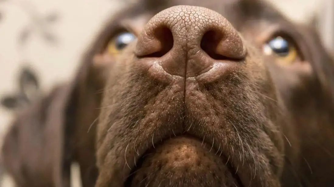 Mùi hương cơ thể đặc trưng của bạn sẽ là điều quan trọng để chó phân biệt chủ nhân của mình với người khác