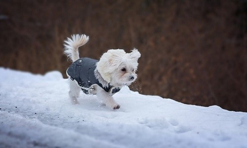 Cách chăm sóc chó vào mùa đông để boss luôn khỏe mạnh mạnh và ấm áp