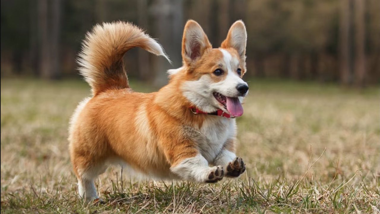 Những giống chó thông minh nhất mà ai cũng mong muốn sở hữu