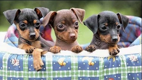 ba chú chó phốc con màu nâu đen ngồi trong địu màu xanh