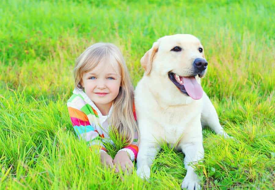 một chú chó labrador màu trắng nằm cạnh bé gái trên bãi cỏ xanh