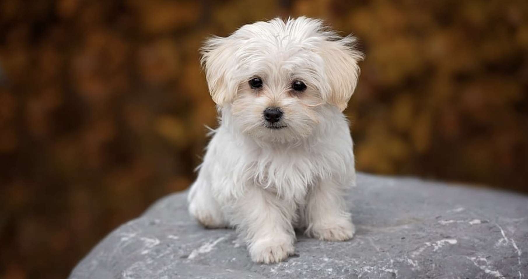 một chú chó teacup maltese màu trắng đang ngồi trên tảng đá