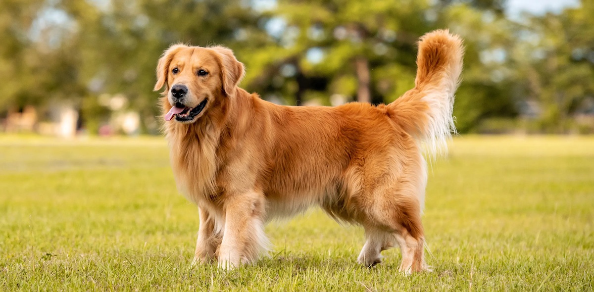 một chú chó golden retriever màu vàng đứng lè lưỡi trên bãi cỏ xanh