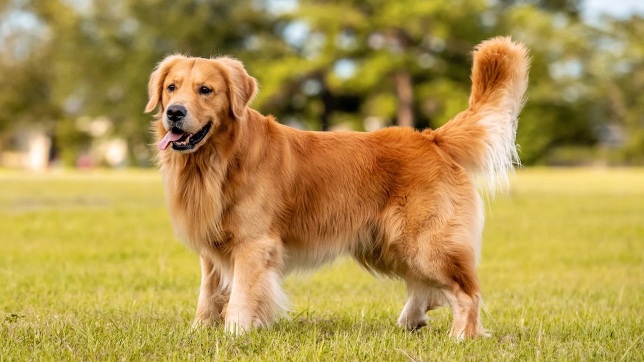 Tìm hiểu từ A đến Z về chó Golden Retriever