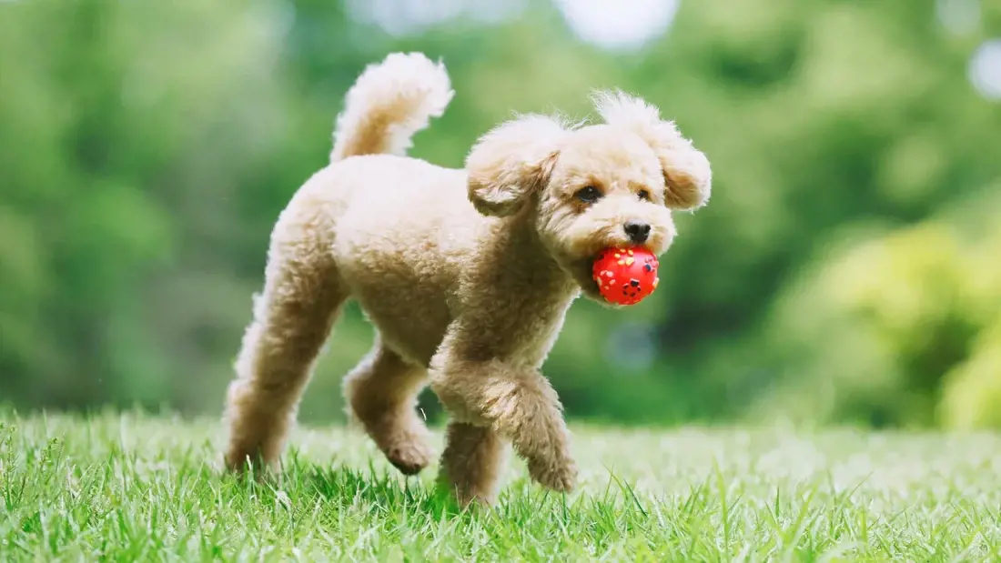 hình ảnh chú chó ngậm quả bóng đồ chơi đi trên bãi cỏ
