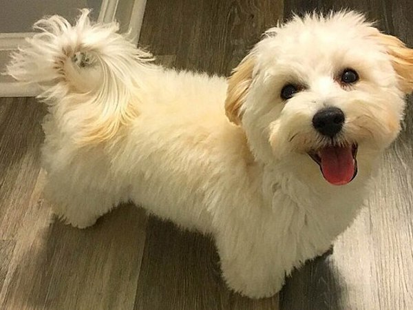 Chó Maltipoo - Sự lai tạo đáng yêu khó cưỡng giữa Poodle và Maltese