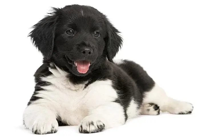 chú chó con stabyhoun màu đen trắng