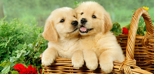 Vì sao chó con bụng to? Nguyên nhân và top 7 cách điều trị hiệu quả