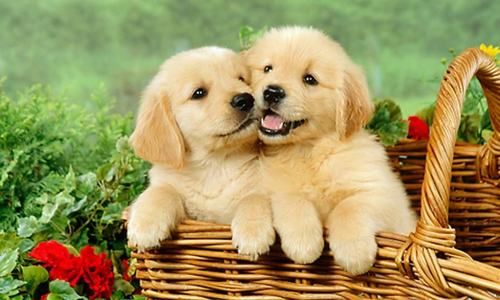 Vì sao chó con bụng to? Nguyên nhân và top 7 cách điều trị hiệu quả