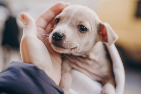 Chó con khóc đêm trong trường hợp này không phải vì “làm nũng”, mà là vì bé thực sự cảm thấy mình đang bị bỏ rơi
