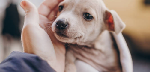 Chó con khóc đêm: Nguyên nhân và top 7 tips hiệu quả giúp boss ngủ ngon