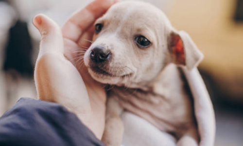 Chó con khóc đêm: Nguyên nhân và top 7 tips hiệu quả giúp boss ngủ ngon