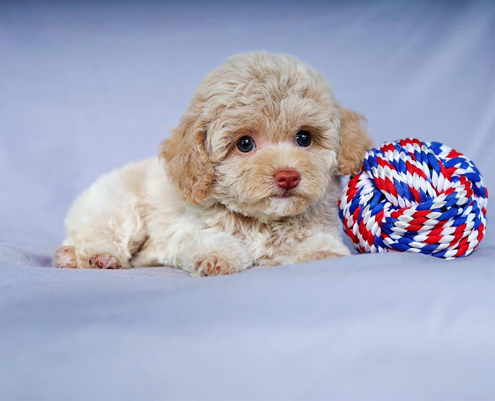 chó maltipoo con nằm cạnh quả bóng