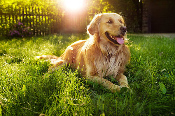 một chú chó golden retriever màu vàng nằm tắm nắng trên bãi cỏ xanh