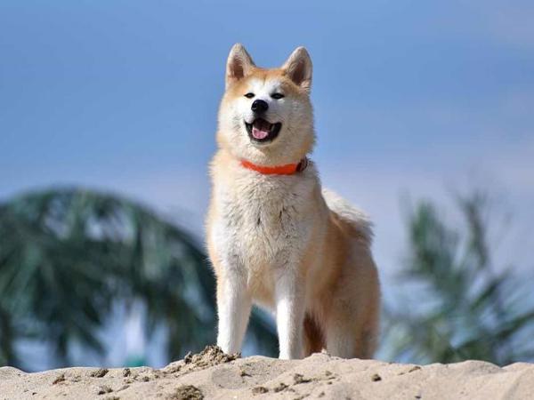 Câu chuyện chú chó Hachiko: Biểu tượng của lòng trung thành