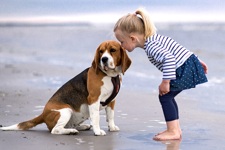 bé gái đứng thơm vào tai một chú chó beagle trên bãi biển