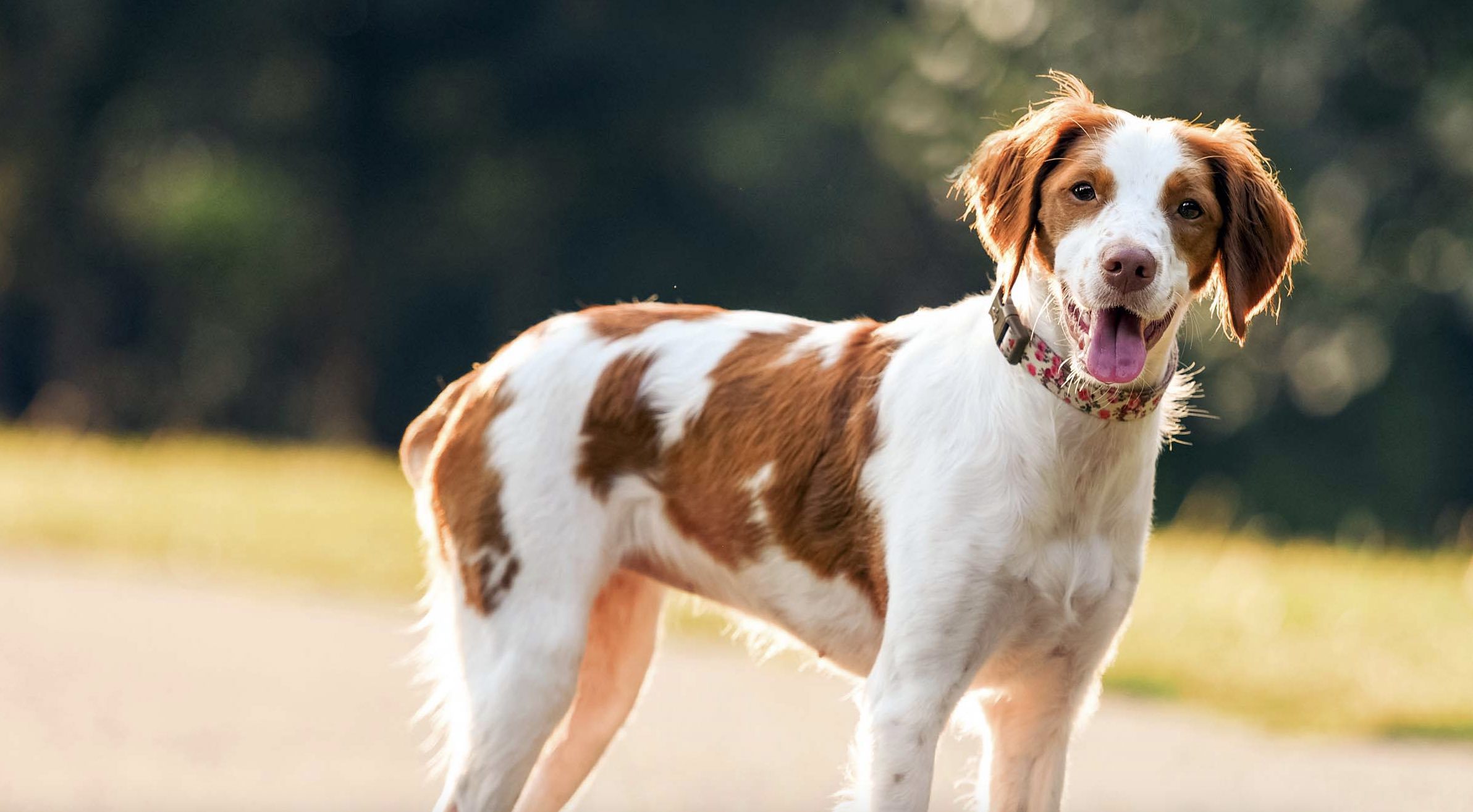 một chú chó brittany spaniel màu vàng trắng tươi cười trong nắng