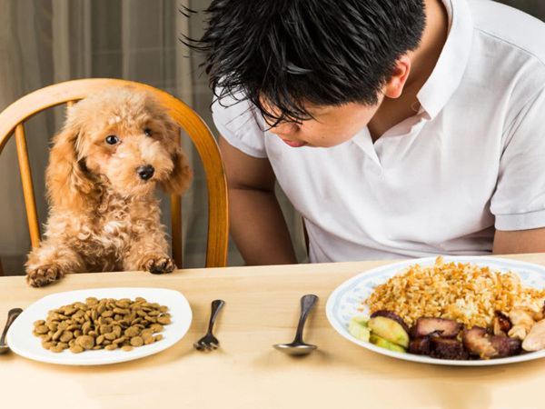 Cách huấn luyện chó ăn đúng giờ cực kỳ đơn giản