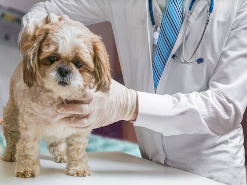Có những trường hợp chó con bụng to không thể xử lý hoàn toàn tại nhà, bạn cần tìm đến bác sĩ ngay