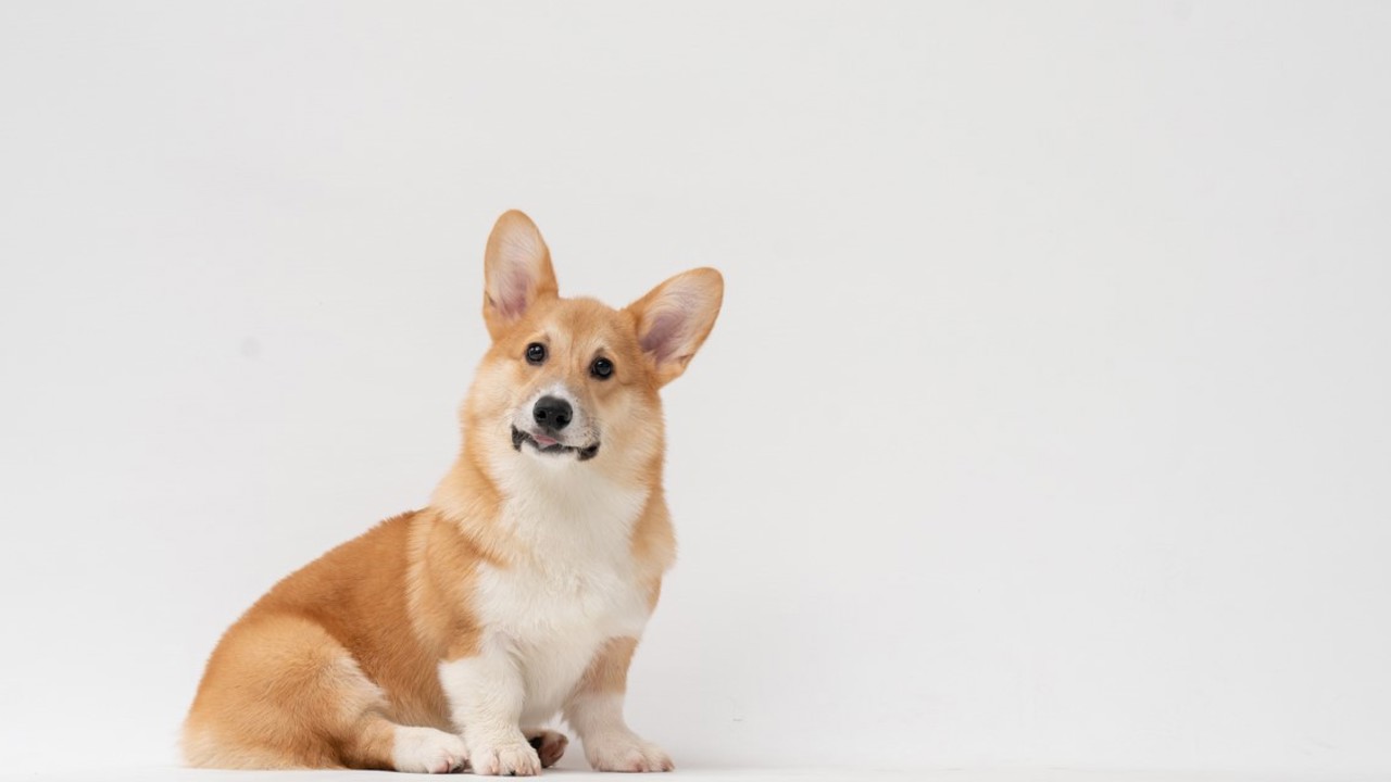Toàn tập kiến thức về chó mông to Corgi: nguồn gốc, phân loại, đặc điểm, cách chăm sóc