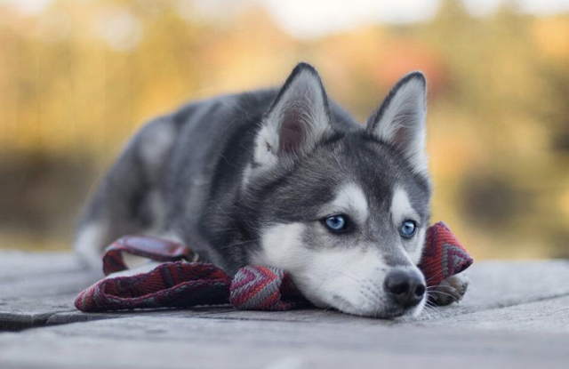 một chú chó alaska màu xám mắt xanh nằm tì trên sợi dây đỏ
