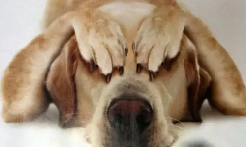 Cẩn thận với 5 bệnh chó dễ mắc mùa nắng nóng
