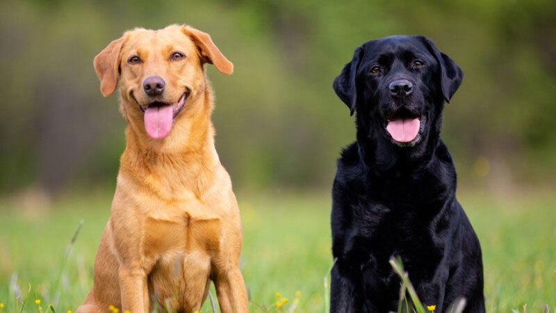 hai chú chó labrador màu vàng và đen ngồi cạnh nhau trên bãi cỏ