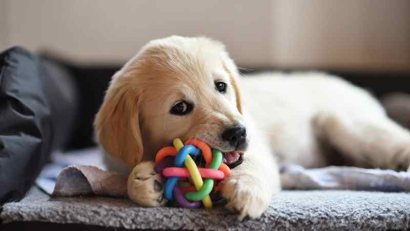 chó con trắng gặm quả đồ chơi nhiều màu sắc